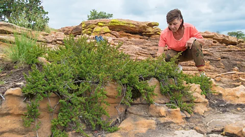 Tanya Baber Jill Farrant with a Myrothamnus flabellifolia, which can survive for nine months without water (Credit: Tanya Baber)