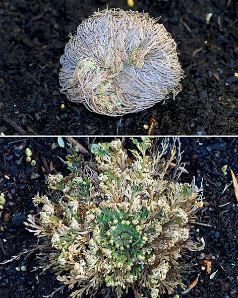 Alamy Selaginella lepidophylla aylarca süren kuraklığa dayanabilir ve ardından saatler içinde yeniden canlanabilir (Kredi: Alamy)