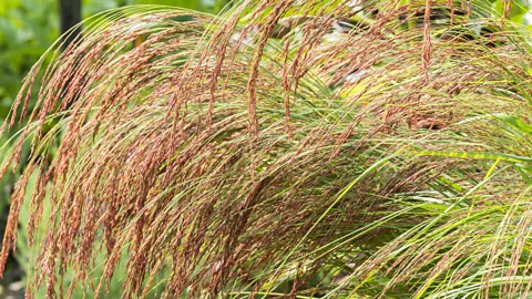 Alamy Teff, a cereal grown for millennia in Ethiopia, has a resurrection plant as a close relative (Credit: Alamy)