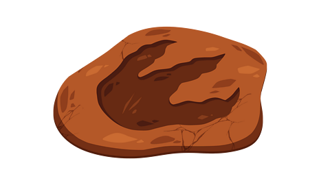 A dinosaur footprint fossil
