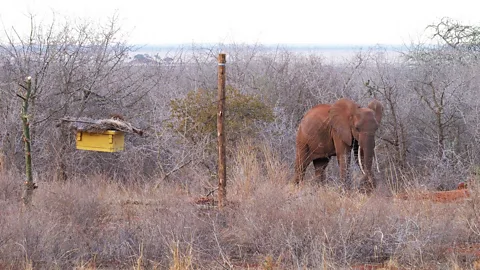 Save the Elephants Studies have found bees are an effective way of deterring elephants away from crops (Credit: Save the Elephants)