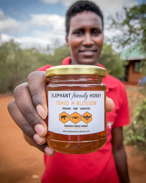 Jane Wynyard/ Save the Elephants As well as deterring elephants, beehive fences can help farmers gain an additional income by selling honey (Credit: Jane Wynyard/ Save the Elephants)