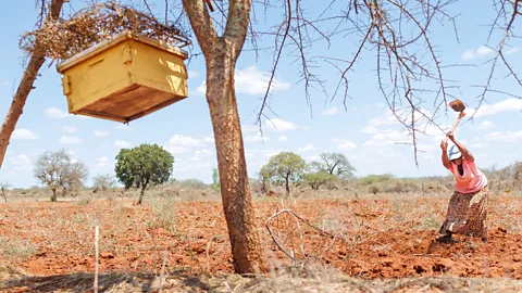 Getty Images Charity Mwangome ploughs her farmland using a hoe next to a beehive fence around her farm in Taita Taventa County, Kenya (Credit: Getty Images)