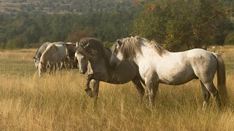 Alamy Wild horses Livno Bosnia Herzegovina: Tourism has helped both Livno’s wild horses and the town itself thrive (Credit: Alamy)