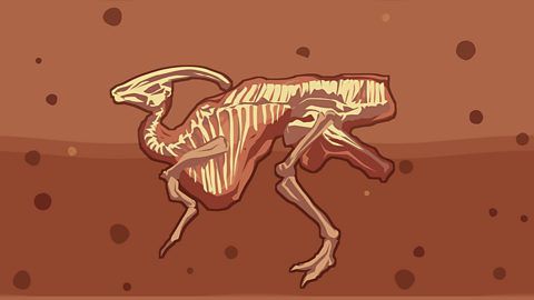 A dinosaur fossil in the ground