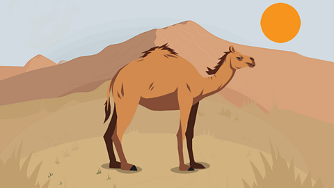 A camel in the desert
