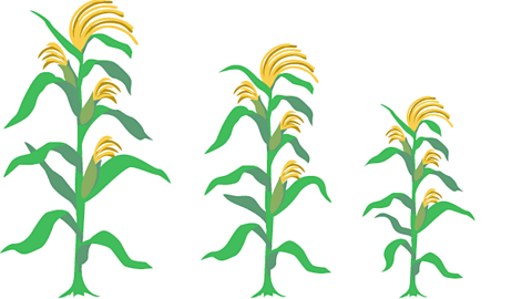 Higher Biology - Plant and animal breeding