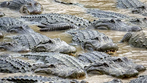 Alamy Alligators' ponds and nests provide refuges for plants, fish and frogs (Credit: Alamy)