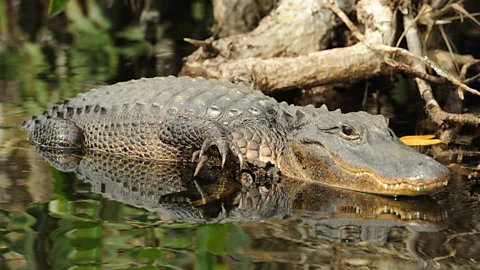 Hector Tigertail Alligators play a vital role as ecosystem engineers in Florida's Everglades (Credit: Hector Tigertail)