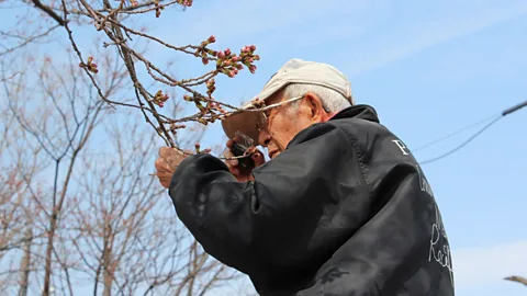 Tōemon Sano Tōemon is still studying sakura trees at the age of 97 (Credit: Tōemon Sano)