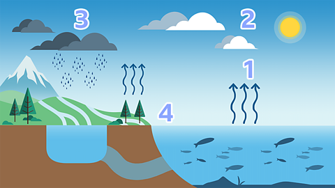 An illustration of the water cycle.