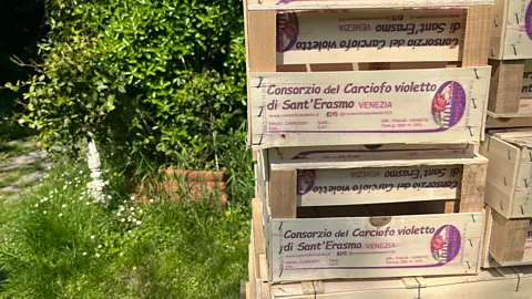 Catherine Bennett Due to counterfeit versions that come from all over Italy, a consortium was created in 2004 to promote the local violet artichoke (Credit: Catherine Bennett)