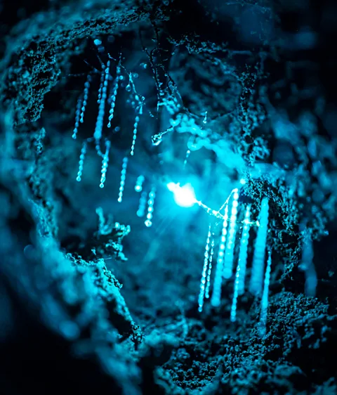 David Finlay In Australia and New Zealand, glow worms are the larvae of fungus gnat (Credit: David Finlay)
