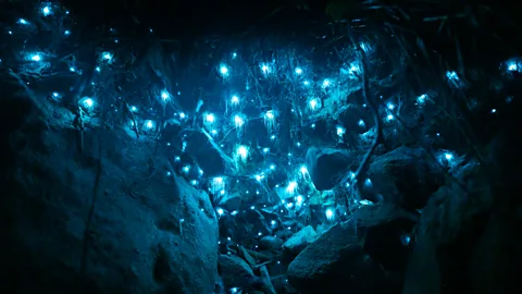 David Finlay Glow worms can generally be found year-round while fireflies come out in Australia's late spring/summer (Credit: David Finlay)