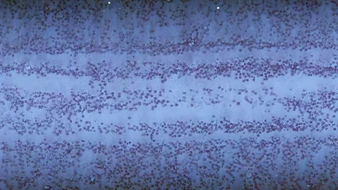USGS Tracks made by deep sea mining machinery on the ocean floor (Credit: USGS)