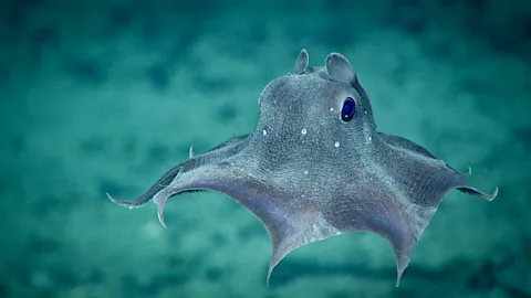 Noaa Office of Ocean Exploration and Research The deep waters near the Blake Plateau are populated by a huge array of life, including the flapjack devilfish (Credit: Noaa Office of Ocean Exploration and Research)