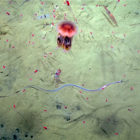 Noaa Office of Ocean Exploration and Research Shrimps, snipe eels and squid float in the deep ocean (Credit: Noaa Office of Ocean Exploration and Research)