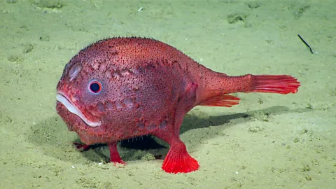 Noaa Office of Ocean Exploration and Research An anglerfish walks on the seafloor (Credit: Noaa Office of Ocean Exploration and Research)