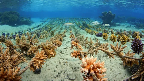 Getty Images Citizen science and hands-on conservation activities allow you to engage with a destination on a deeper level (Credit: Getty Images)