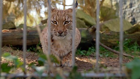 Lynx could be first UK zoo-born cat freed into the wild 一只猞猁或成为首只由英国动物园繁育并放归野外的猫科动物