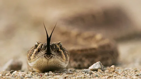 Getty Images A rattlesnake tastes the air with its forked tongue (Credit: Getty Images)