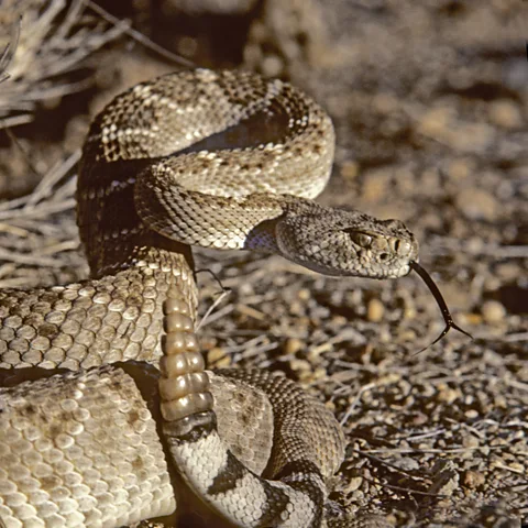 Getty Images A western diamondback rattlesnake raises itself into a defensive coil (Credit: Getty Images)