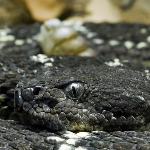 Getty Images A close up of an Arizona black rattlesnake (Credit: Getty Images)