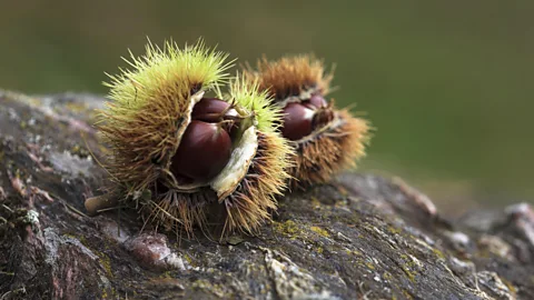 Getty Images Two sweet chestnuts still in their hairy protective coats on a rock (Credit: Getty Images)