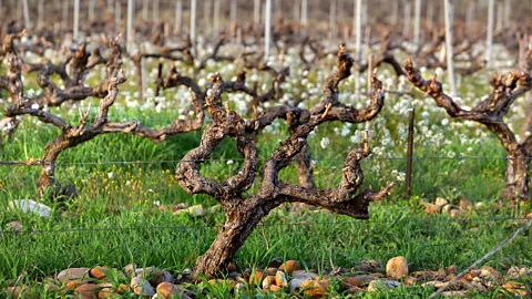 Getty Images The wine produced at Châteauneuf-du-Pape still bears the papal crest on the bottles (Credit: Getty Images)