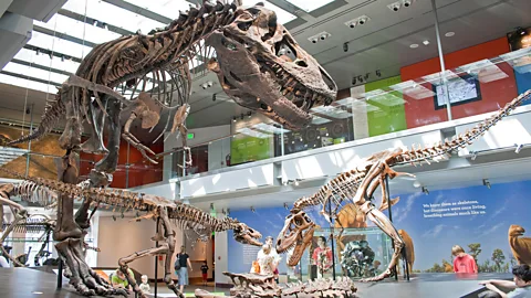 Alamy Dinosaur fossils are a main draw at the Natural History Museum in Los Angeles (Credit: Alamy)