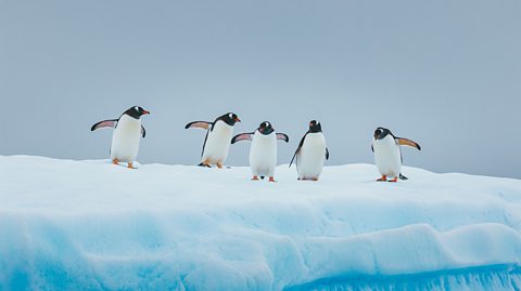 Five Gentoo penguins walk down a patch of blue ice together
