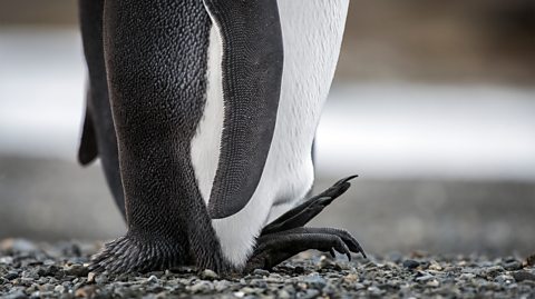 The black and white feet of a penguin stand atop grey, wet stones