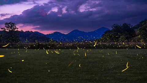 Radim Schreiber There are more than 2,400 species of fireflies found around the world, each with their own bioluminescent flashing pattern (Credit: Radim Schreiber)