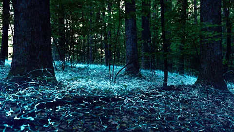 Bobby Bradley/ Visit Asheville Unlike other fireflies, the rare blue ghost firefly emits a continuous blue glow (Credit: Bobby Bradley/ Visit Asheville)