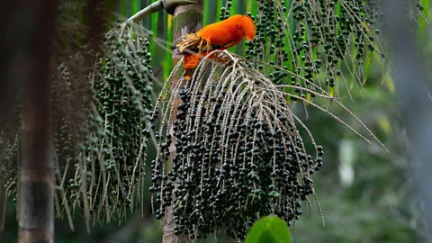 Alamy Brazil produces up to 85% of the world’s supply of açaí (Credit: Alamy)
