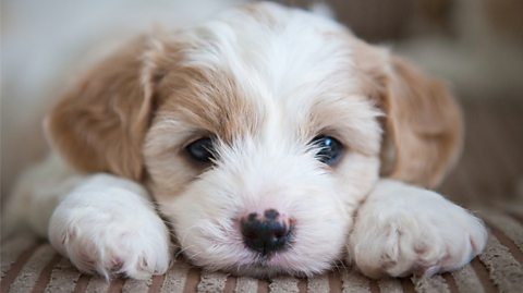 A small, brown and white dog lays belly first on a rug with a sad expression on its face.