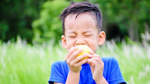 A little boy in a blue top grimaces whilst biting a lemon