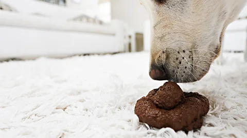 Getty Images The more pets people have in early childhood, the lower their risk of being diagnosed with allergies later on (Credit: Getty Images)