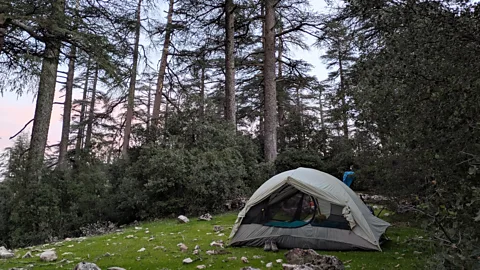 Jen Rose Smith Bikepackers can camp under a sea of stars and towering pine trees (Credit: Jen Rose Smith)