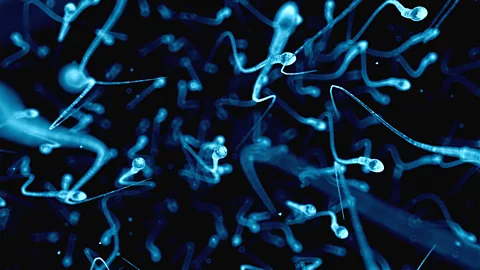 Alamy Despite being the smallest cell in the human body, sperm are extraordinarily specialised (Credit: Alamy)