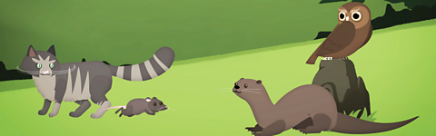 What do animals eat?