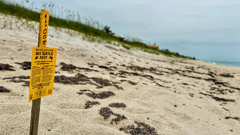 Mariana Zapata It's crucial to avoid disturbing sea turtle nests on Florida's beaches (Credit: Mariana Zapata)