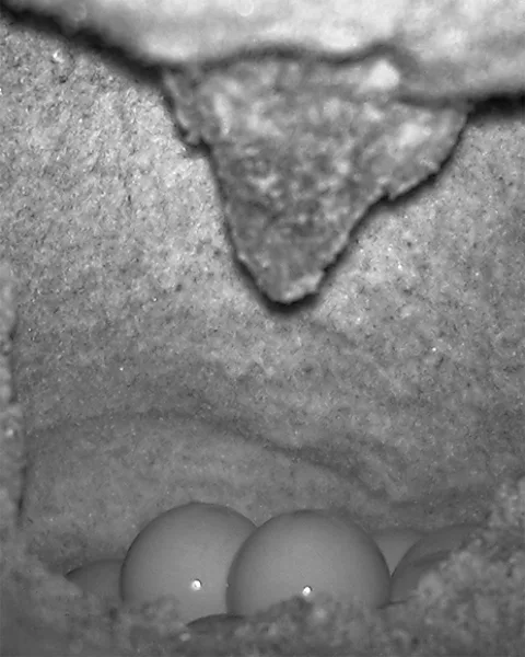 Brevard County EEL Program Only one in a thousand successfully laid sea turtle eggs will make it to adulthood (Credit: Brevard County EEL Program)