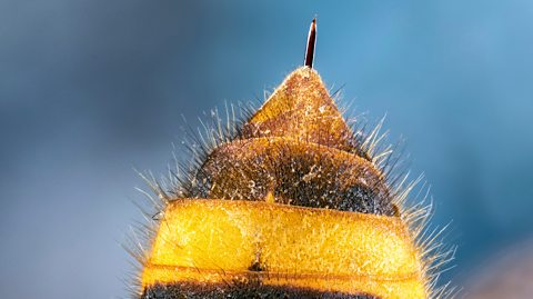 An extreme-close up of the sting of a wasp