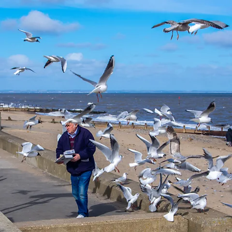 Getty Images Close proximity to humans hasn't led to lower aggression in some animals, such as seagulls (Credit: Getty Images)