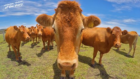 Do cows really love jazz?