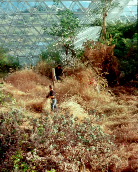 Global Ecotechnics Corporation The biospherians spent much of their time managing Biosphere 2's vegetation (Credit: Global Ecotechnics Corporation)