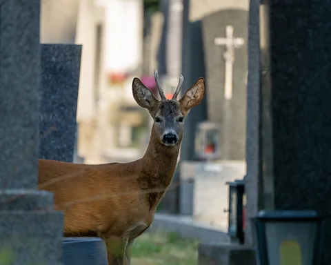 Martina Konecny A deer stands next to a tombstone in Vienna Central Cemetery in Austria (Credit: Martina Konecny)