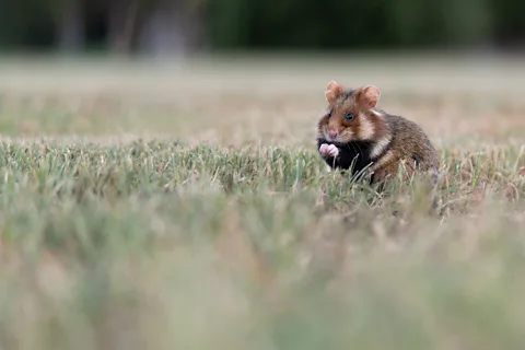 Martina Konecny The critically endangered European hamster has been spotted in the Vienna Central Cemetery (Credit: Martina Konecny)