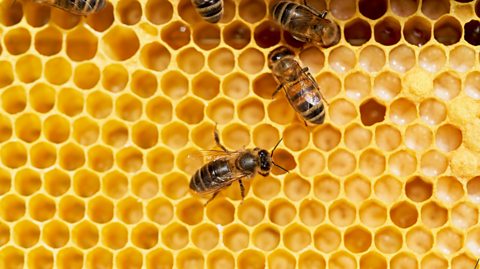 An image of bees successful a hive against a inheritance of honeycomb